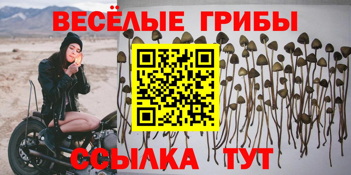 Ртищево  Галлюциногенные грибы Psilocybe  Вход с VPN  Галлюциногенные грибы Psilocybe 